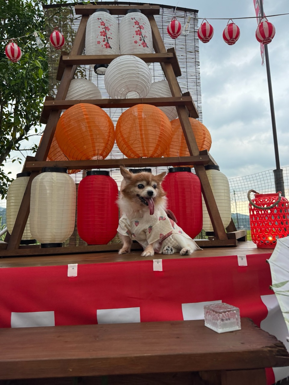 能勢のとりこ屋外の犬たちのお祭り会場