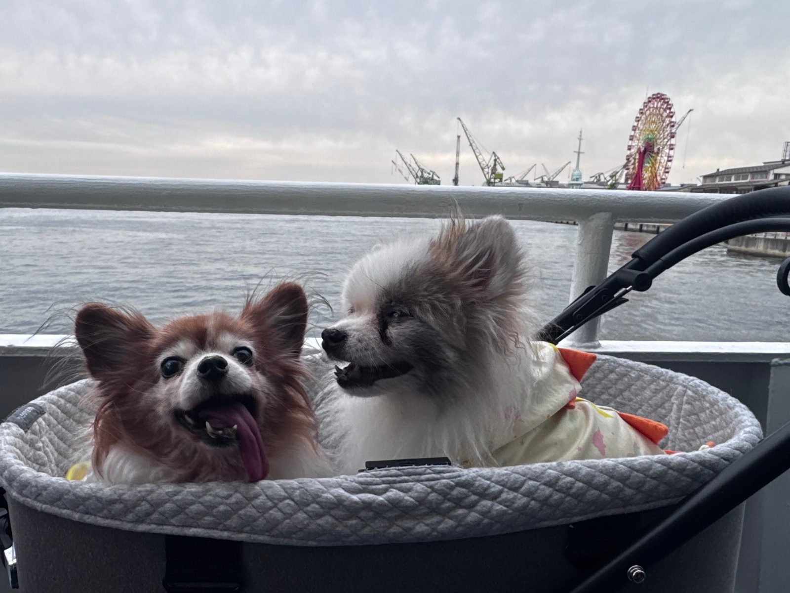 神戸の海沿いでペットカートに乗る2頭の愛犬
