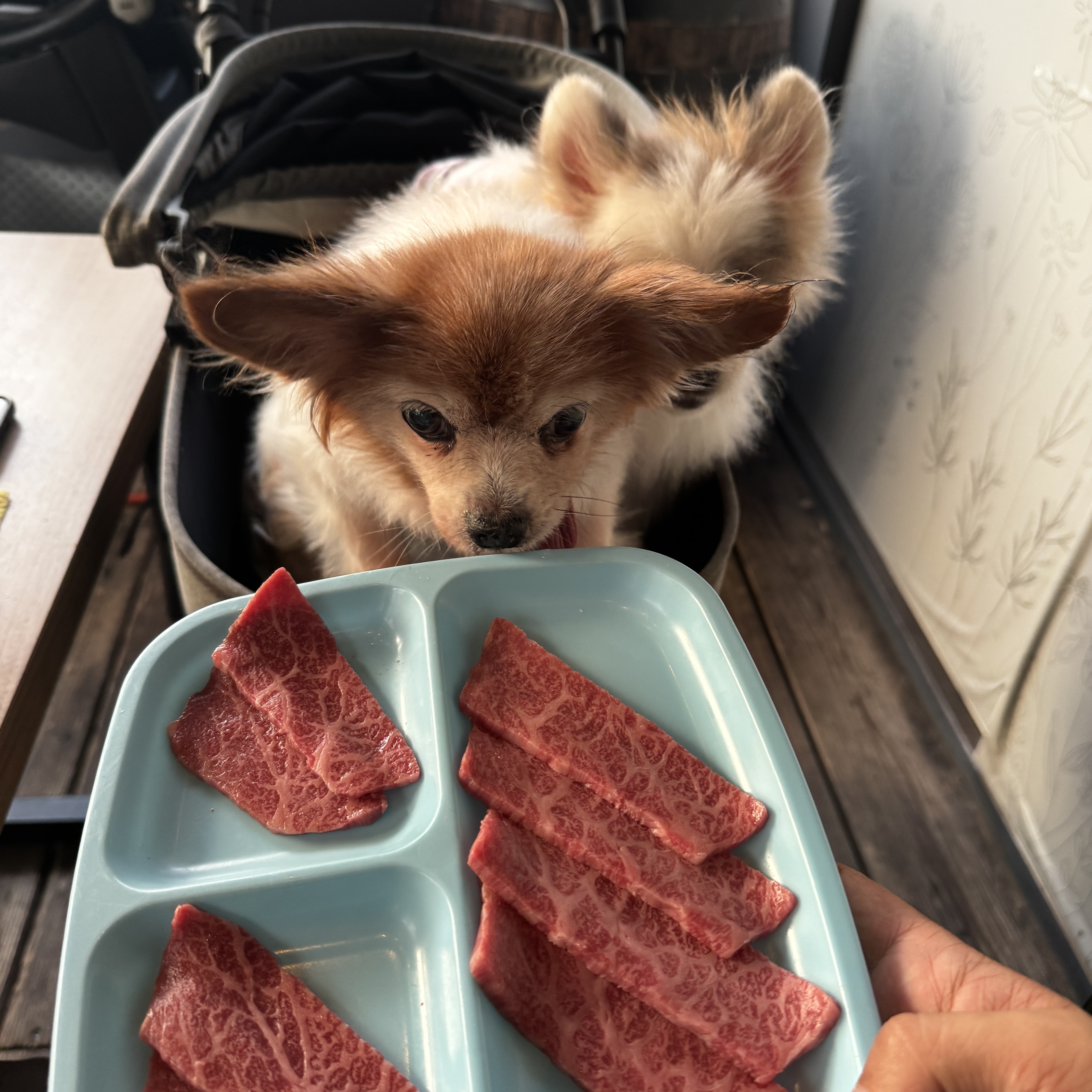生肉のトレイをじっと見つめる愛犬