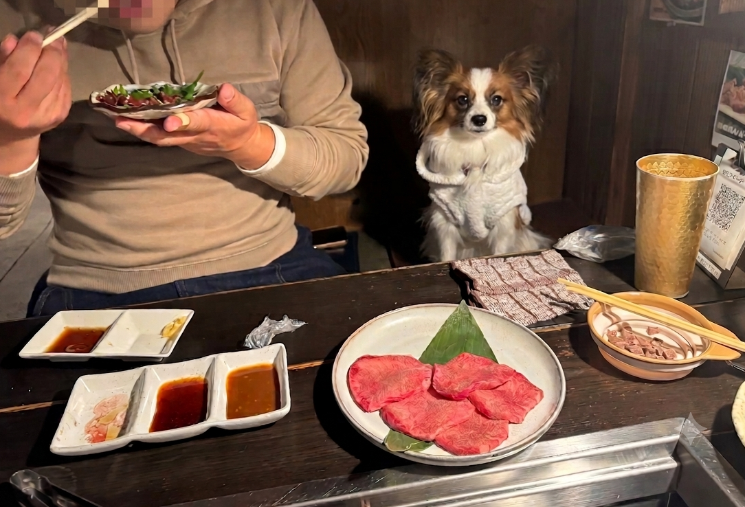 座席で飼い主と一緒に過ごす愛犬